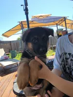 Baby Girl , a female German Shepherd Dog for sale in Brentwood, CA – 5 of 6
