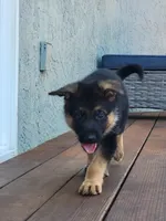 Baby Girl , a female German Shepherd Dog for sale in Brentwood, CA – 4 of 6