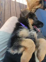Baby Girl , a female German Shepherd Dog for sale in Brentwood, CA – 6 of 6