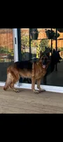 AKC Baby boy, a male German Shepherd Dog for sale in Brentwood, CA – 6 of 7
