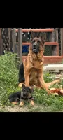AKC Baby boy, a male German Shepherd Dog for sale in Brentwood, CA – 4 of 7