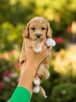 Nala, a male Miniature Goldendoodle for sale in Roseville, CA – 2 of 6