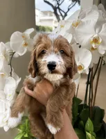 Sunny , a male Miniature Goldendoodle for sale in Roseville, CA – 2 of 6