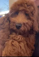 Sparky, a male Goldendoodle for sale in Roseville, CA – Photo 4 of 6