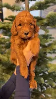 Sparky, a male Goldendoodle for sale in Roseville, CA – Photo 3 of 6