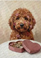 Sparky, a male Goldendoodle for sale in Roseville, CA – Photo 5 of 6