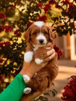 Sunny , a male Miniature Goldendoodle for sale in Roseville, CA – 3 of 6