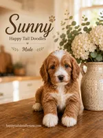 Sunny , a male Miniature Goldendoodle for sale in Roseville, CA – 5 of 6