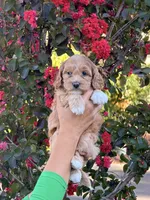Nala, a male Miniature Goldendoodle for sale in Roseville, CA – 3 of 6