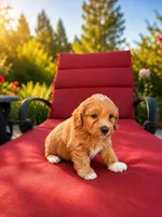 Nala, a male Miniature Goldendoodle for sale in Roseville, CA – 6 of 6