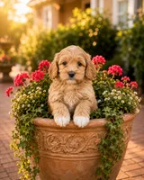Nala, a male Miniature Goldendoodle for sale in Roseville, CA – 5 of 6