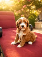 Sunny , a male Miniature Goldendoodle for sale in Roseville, CA – 6 of 6
