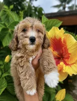 Nala, a male Miniature Goldendoodle for sale in Roseville, CA – 4 of 6