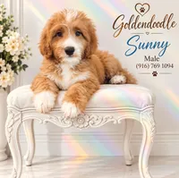 Sunny , a male Miniature Goldendoodle for sale in Roseville, CA – 1 of 6