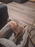 Bella , a female French Bulldog for sale in Raleigh, NC – 2 of 2