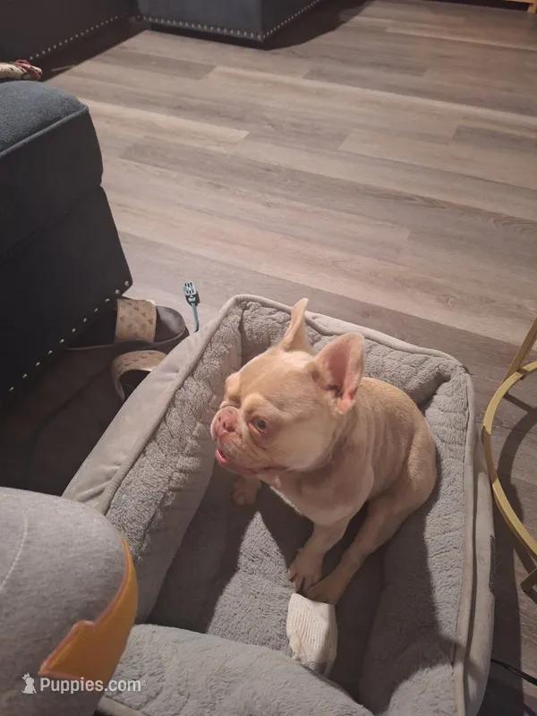 Bella  – French Bulldog puppy for sale in Raleigh, NC