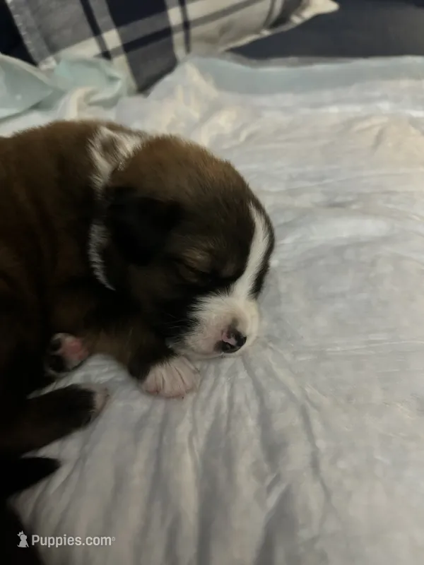 Mater  – Aussiedoodle puppy for sale in Lexington, KY
