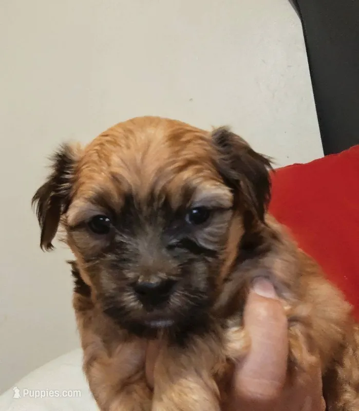No name – Shih Tzu, Yorkshire Terrier puppy for sale in Camden, NJ