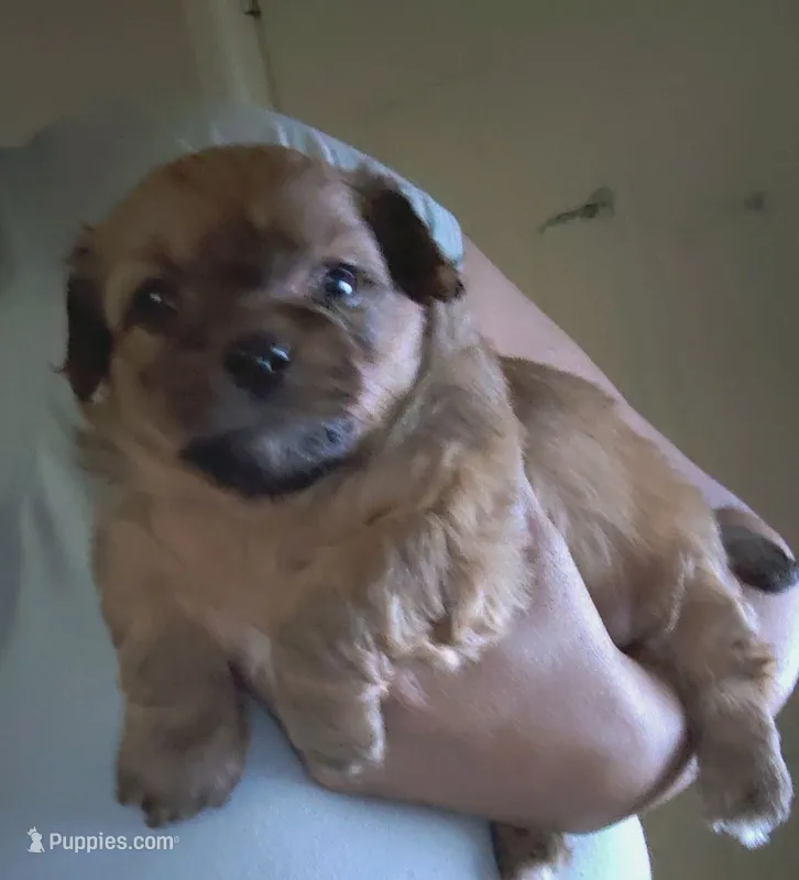 No name – Shih Tzu, Yorkshire Terrier puppy for sale in Camden, NJ