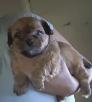No name, a male Shih Tzu and Yorkshire Terrier for sale in Camden, NJ – 1 of 1