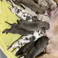 upcoming, a  Great Dane for sale in Southington, OH – 1 of 1
