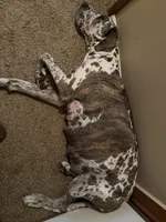 spots, a male Great Dane for sale in Southington, OH – Photo 3 of 3