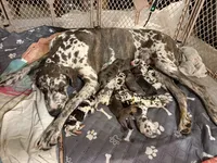 spots, a male Great Dane for sale in Southington, OH – Photo 2 of 3