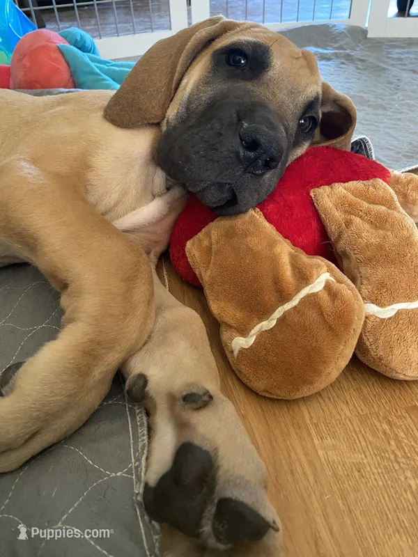 Baby Yoda – Great Dane puppy for sale in Southington, OH