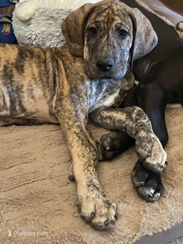 Bailey – Great Dane puppy for sale in Southington, OH