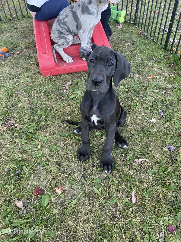 Magic – Great Dane puppy for sale in Southington, OH