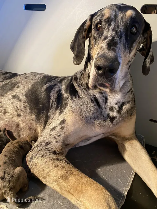 Swagger  – Great Dane puppy for sale in Southington, OH