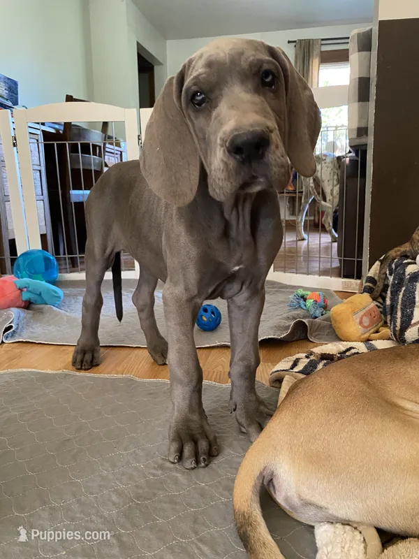 Maggie – Great Dane puppy for sale in Southington, OH