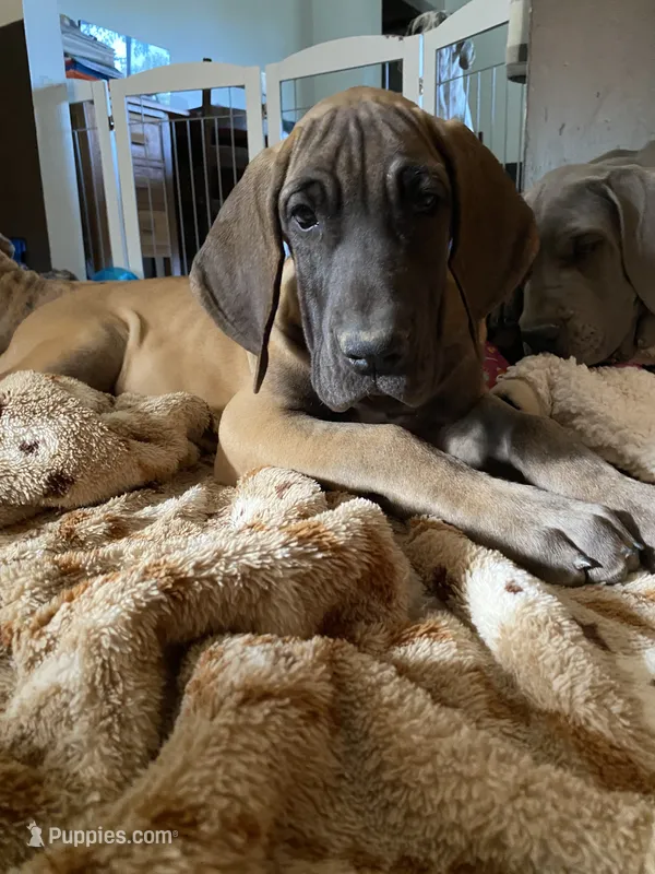 Bae – Great Dane puppy for sale in Southington, OH