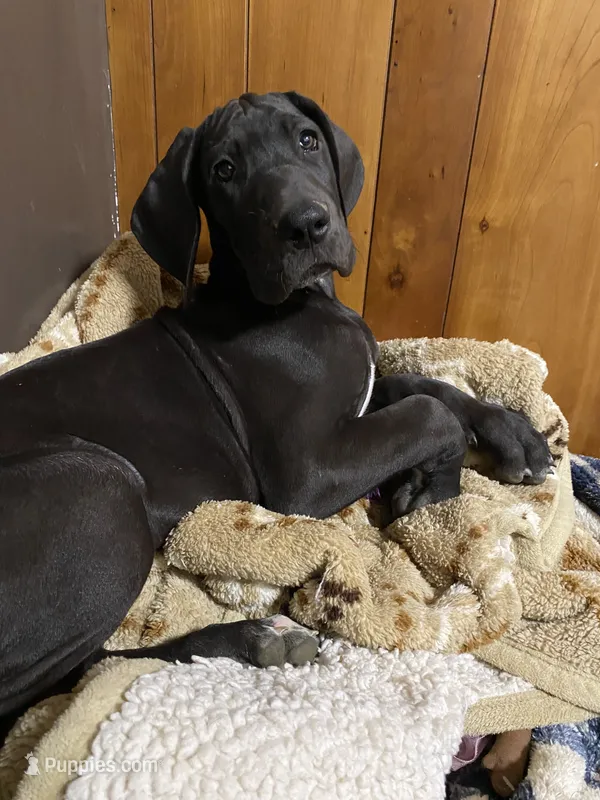 Bud – Great Dane puppy for sale in Southington, OH