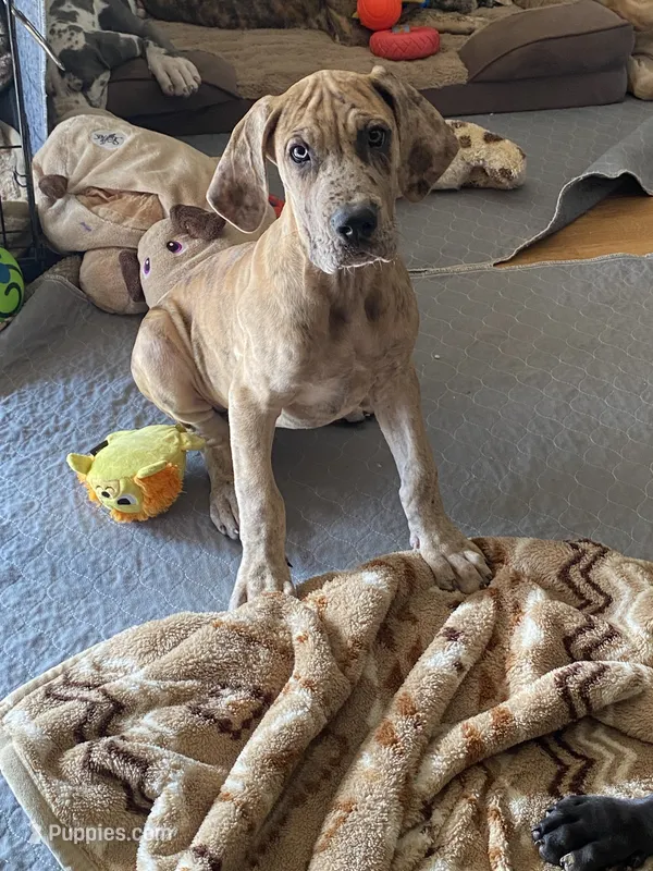 Lilly – Great Dane puppy for sale in Southington, OH