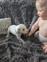 Baby Girl, a female Dalmatian for sale in Tunkhannock, PA – 7 of 10