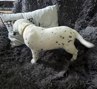 Baby Girl, a female Dalmatian for sale in Tunkhannock, PA – 6 of 10