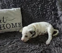 Baby Girl, a female Dalmatian for sale in Tunkhannock, PA – 9 of 10