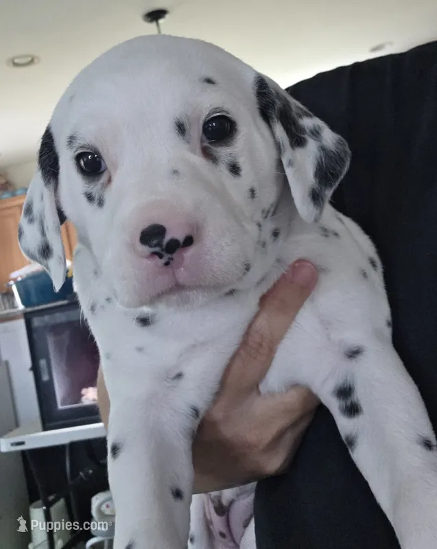 Baby Girl – Dalmatian puppy for sale in Tunkhannock, PA
