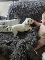 Baby Girl, a female Dalmatian for sale in Tunkhannock, PA – 10 of 10