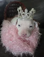 Baby Girl, a female Dalmatian for sale in Tunkhannock, PA – 3 of 4