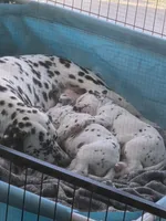 Baby Girl, a female Dalmatian for sale in Tunkhannock, PA – 5 of 10