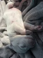 Baby Girl, a female Dalmatian for sale in Tunkhannock, PA – 4 of 4