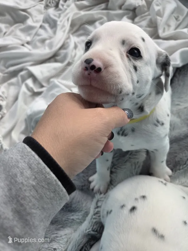 Baby Girl – Dalmatian puppy for sale in Tunkhannock, PA