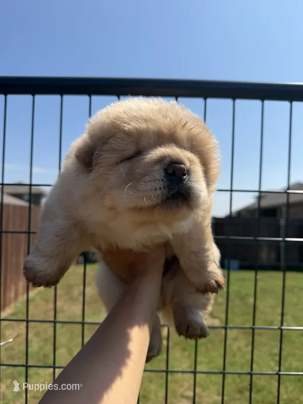 saint – Chow Chow puppy for sale in Dallas, TX