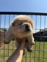 saint, a male Chow Chow for sale in Dallas, TX – 1 of 1