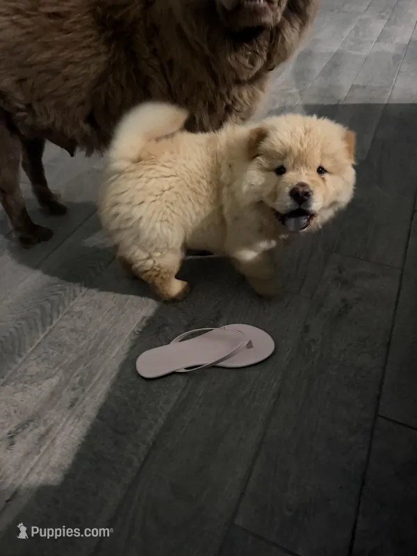saint – Chow Chow puppy for sale in Dallas, TX