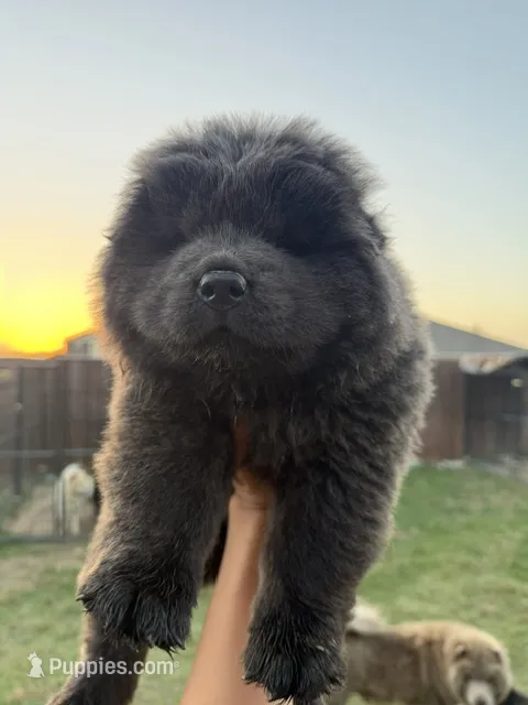 storm – Chow Chow puppy for sale in Dallas, TX