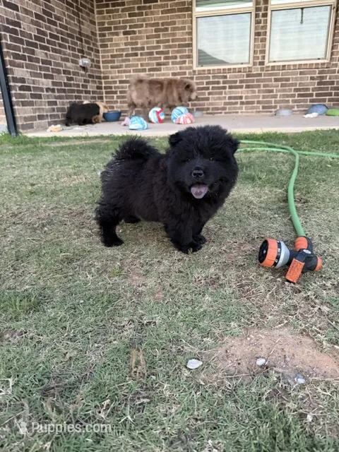 mila – Chow Chow puppy for sale in Dallas, TX