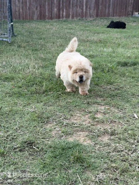 saint – Chow Chow puppy for sale in Dallas, TX